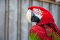 Large colorful South American macaw araÃÂ parrot close up
